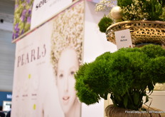 De Kiwi of Selecta-one.